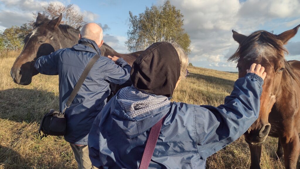 warsztaty rozwojowe z końmi