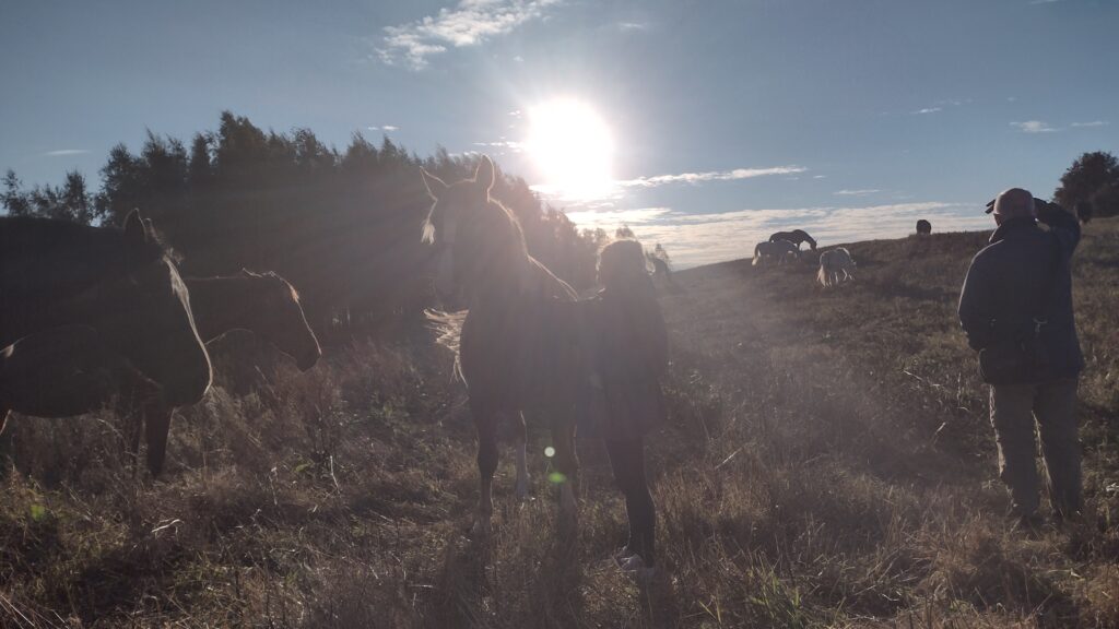 warsztaty rozwojowe z końmi na Suwalszyźnie