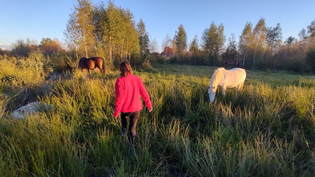 warsztaty rozwojowe z końmi