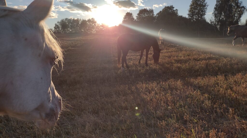 o terapii w asyście koni