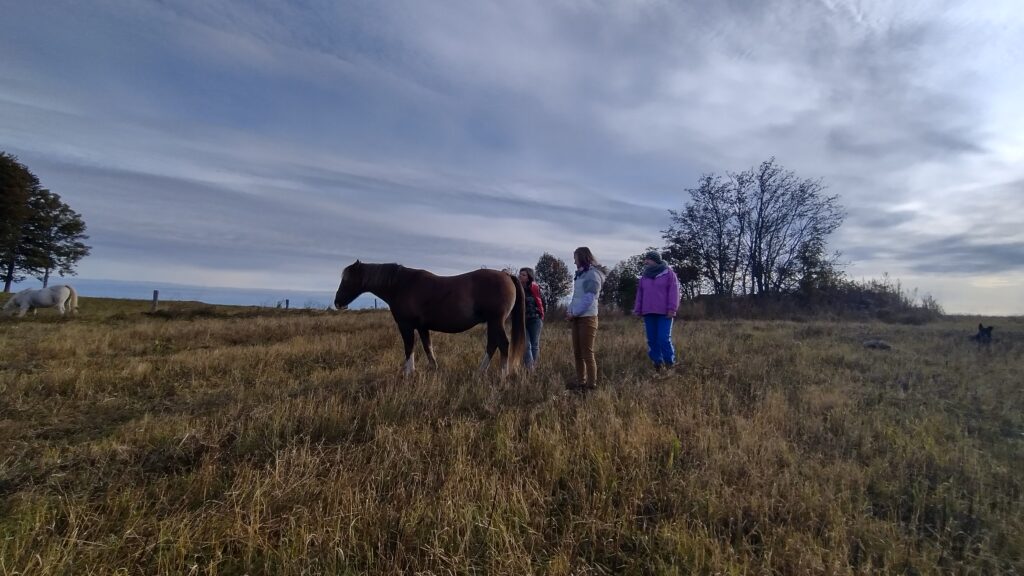 o terapii w asyście koni